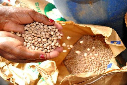 SDR inicia entrega de sementes e mudas pelo semiárido do Piauí