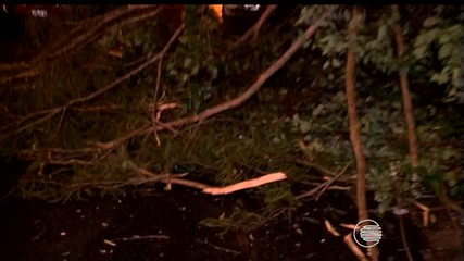 Chuva derruba duas árvores e causa estragos na Zona Leste de Teresina