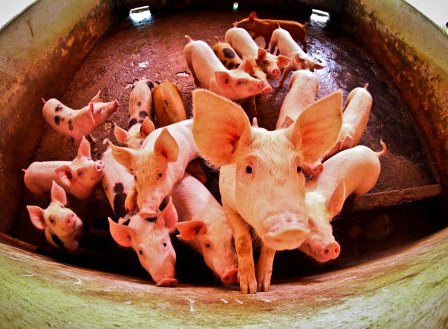 Adapi alerta sobre risco do Piauí ser infectado pela peste suína