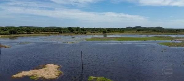 Chuvas constantes alagam plantações de arroz e causam prejuízos aos produtores no Norte do Piauí