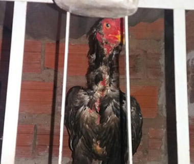 Polícia desmonta rinha de galo e apreende mais de 70 aves