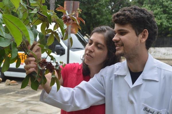 Pesquisa descobre planta típica do PI capaz de combater o Aedes aegypti
