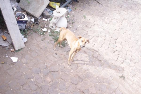 Cães são resgatados em depósito de construtora na Zona Sul de Teresina