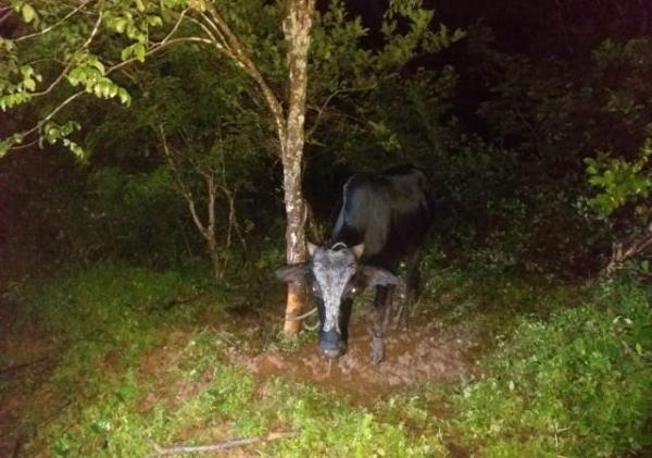 Pol&iacute;cia de Bar&atilde;o De Graja&uacute; desarticula quadrilha especializada no crime de furto de animais (Imagem:Divulga&ccedil;&atilde;o/PM)