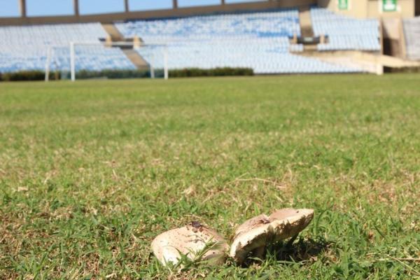 Com 41 anos e cogumelos, gramado do Albertão nunca passou por reforma