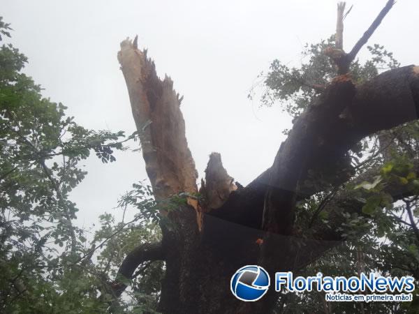  Raio atinge &aacute;rvore e danifica resid&ecirc;ncias em Floriano.(Imagem:FlorianoNews)