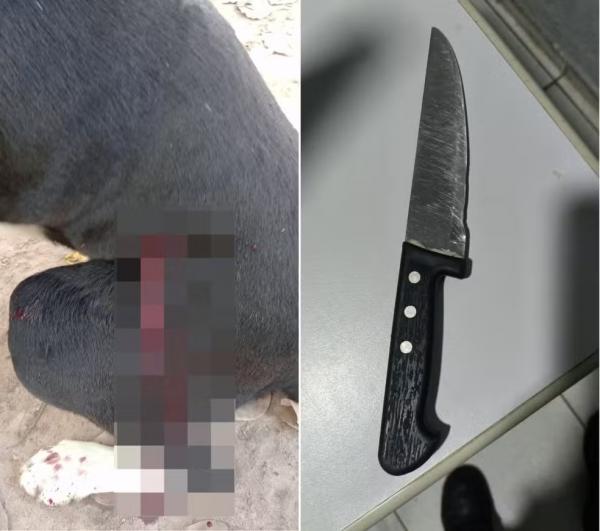 Homem é preso suspeito de esfaquear cachorro do vizinho em comunidade no Piauí