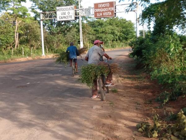Tradi&ccedil;&atilde;o da colheita do alecrim &eacute; mantida em Floriano(Imagem:FlorianoNews)