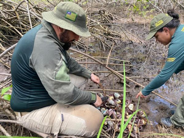 Per&iacute;odo de defeso: Semarh realiza maior apreens&atilde;o de caranguejos-u&ccedil;&aacute; durante opera&ccedil;&atilde;o no litoral do Piau&iacute;(Imagem:Ascom Semarh)