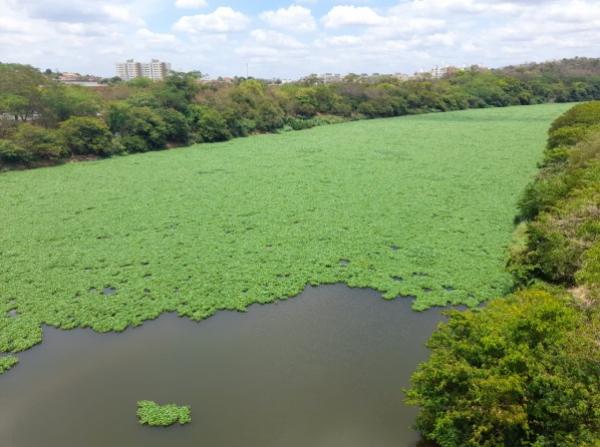 Aguapés voltam a tomar superfície do Rio Poti; entenda as causas