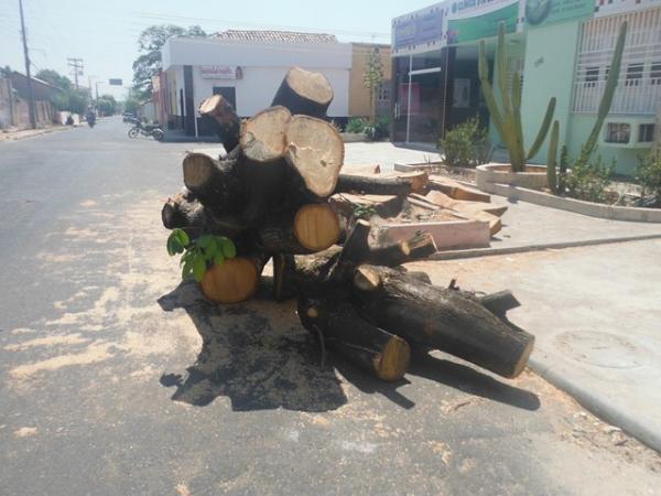 Secretaria de Meio Ambiente explica corte de árvores em Floriano.(Imagem:FlorianoNews)