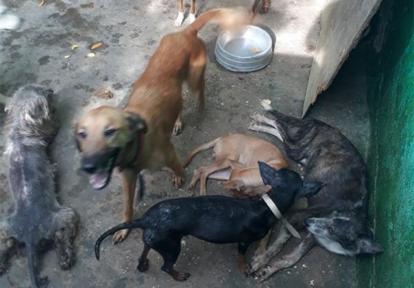 20 animais em extrema magreza e calazar são resgatados em abrigo clandestino