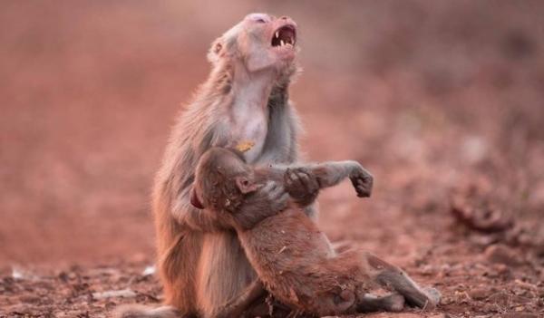 Foto de macaca chorando ao socorrer filhote inconsciente comove internautas