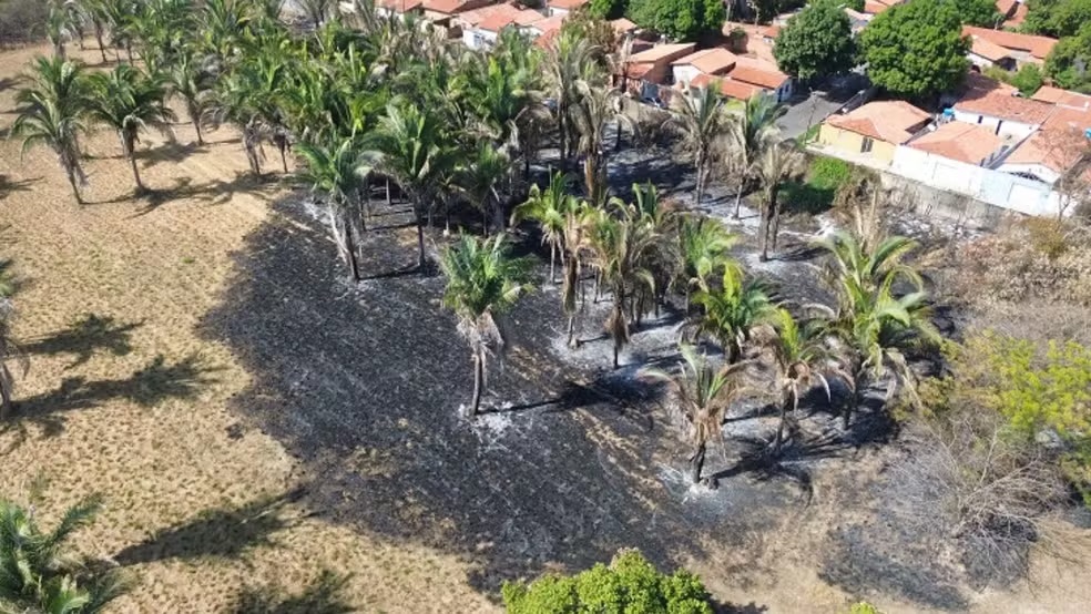 Fogo consumiu mais de 61 hectares em áreas de pesquisa e reserva ambiental, aponta Embrapa
