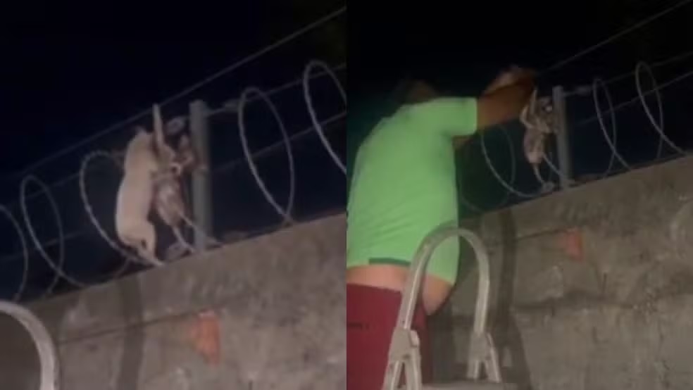 Filhotes de cachorro são resgatados de cerca elétrica de casa em Teresina; animais teriam sido arremessados