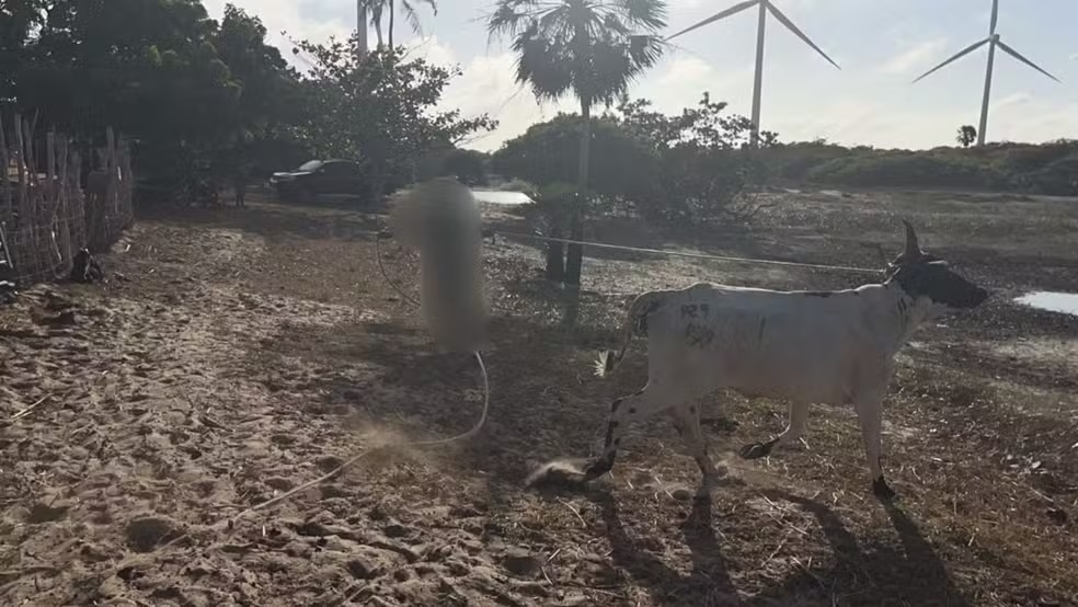 Suspeitos de furto de 22 animais são presos com bovinos em curral no litoral do PI