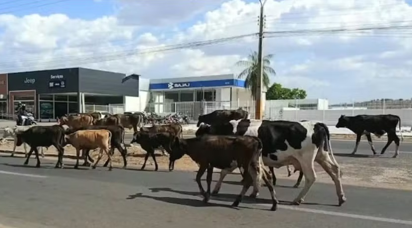 Animais soltos nas pistas já provocaram 42 mortes no Piauí em 2026, diz SSP
