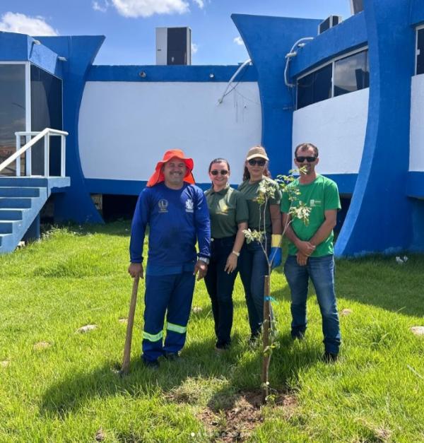 Prefeitura de Floriano reforça arborização urbana com ações do Programa Floriano Verde