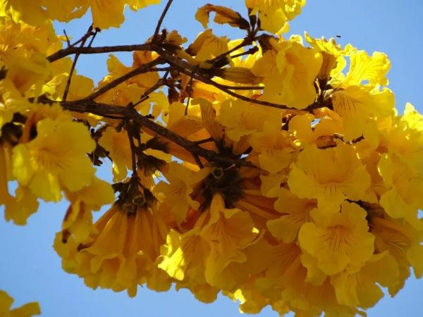 Pesquisadoras do Piauí identificam no ipê amarelo propriedades anti-inflamatórias e anticancerígenas