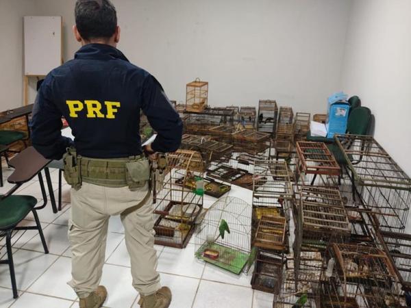 Operação resgata 80 aves silvestres no Piauí e Ceará; cinco pessoas autuadas