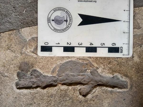  F&oacute;sseis de aproximadamente 100 milh&otilde;es de anos podem ser vistos em pedras de uso ornamental no Piau&iacute;; especialista explica.(Imagem:Juan Cisneros )