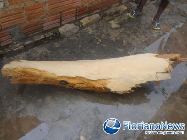  Raio atinge &aacute;rvore e danifica resid&ecirc;ncias em Floriano.(Imagem:FlorianoNews)