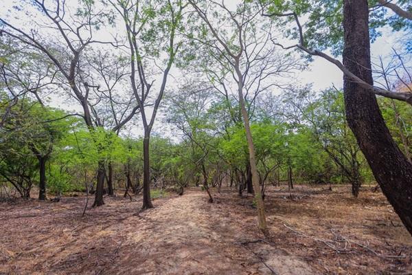 Governador cria Rota Turística da Paleontologia na região da grande Teresina