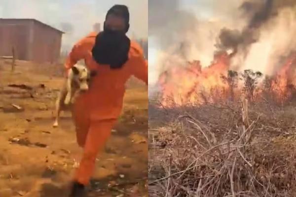 Bombeiro resgata cachorro cercado pelas chamas durante incêndio no Piauí