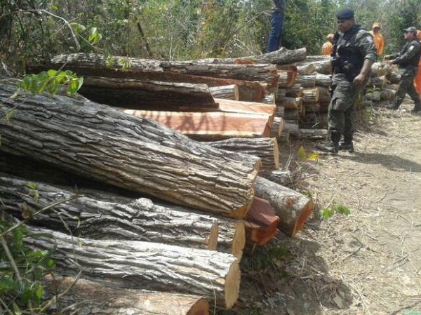 Polícia apreende mais de 20 metros cúbicos de madeira em sítio no Piauí