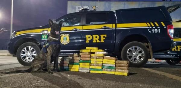 Cão farejador encontra 46 kg de cocaína escondida em cabine de caminhonete e motorista é preso no PI