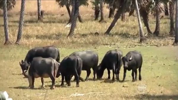  Nos anos entre 2011 e 2021, os rebanhos de gado, de b&uacute;falos e codornas sofreram quedas significativas.(Imagem:TV Clube )