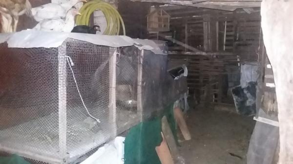 Homem foi preso suspeito de organizar rinhas de galo em Lu&iacute;s Correia.(Imagem: Divulga&ccedil;&atilde;o/Batalh&atilde;o de Pol&iacute;cia Ambiental)