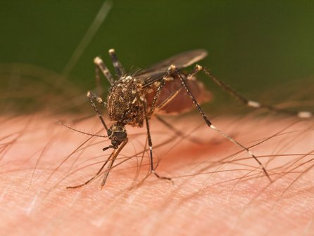Piauí tem 1.318 casos de dengue confirmados em 52 cidades