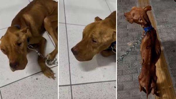 Cachorro é resgatado desnutrido e em situação de maus-tratos em casa fechada no litoral do Piauí