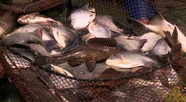 Produção do Piauí de peixes cai 13% em apenas um ano; veja as variações dos demais rebanhos