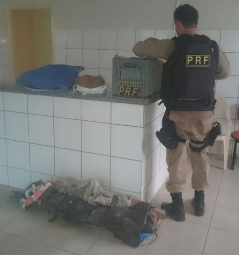 PRF flagra homem transportando aves selvagens e equipamentos em Floriano