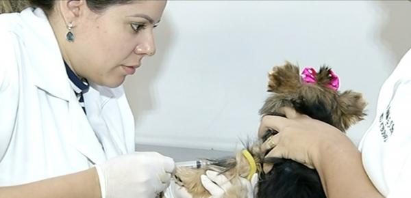 Teste rápido para detectar calazar em cães é suspenso por falta de material no Piauí