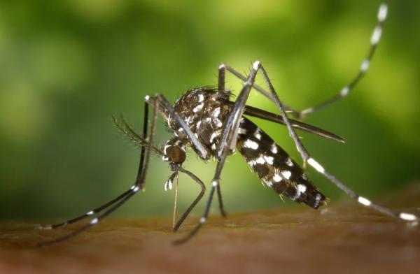 Brasil registra quase 400 mortes por dengue neste ano, mais que o total visto em 2021