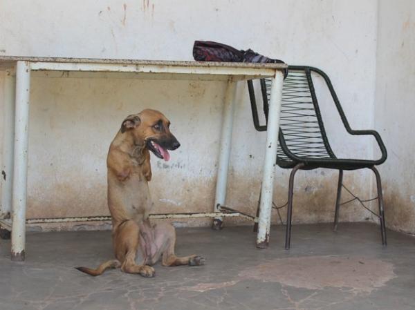 M&eacute;dico veterin&aacute;rio diz que anormalidade da cadela &eacute; rara.(Imagem:Gustavo Almeida/G1)