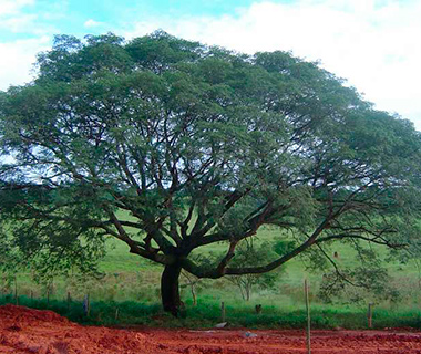 Planta comum no Piauí tem proteína que combate o Câncer