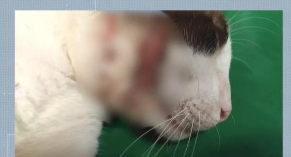 Moradores denunciam morte suspeita de quase 30 gatos na Zona Sul de Teresina