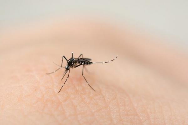 Dengue: 171 municípios do Piauí estão em situação satisfatória para infestação, diz relatório