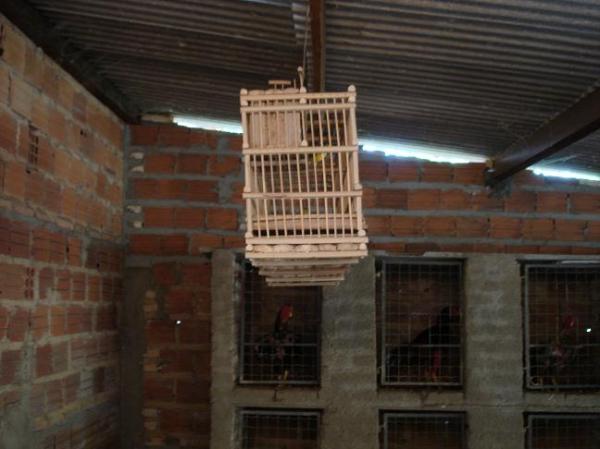 Pol&iacute;cia apreende 49 galos de briga e 9 p&aacute;ssaros silvestres em Floriano.(Imagem:FlorianoNews)