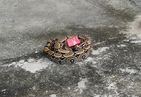 Jiboia de 1,5 metro é resgatada por guardas em calçada de bar na Zona Sul de Teresina