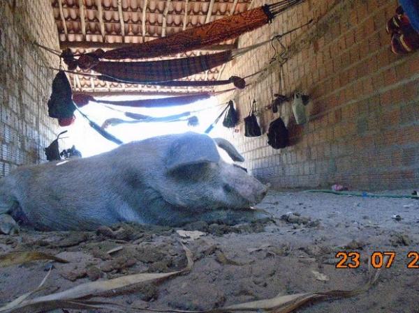 Trabalhadores são achados comendo e dormindo junto a porcos no Piauí