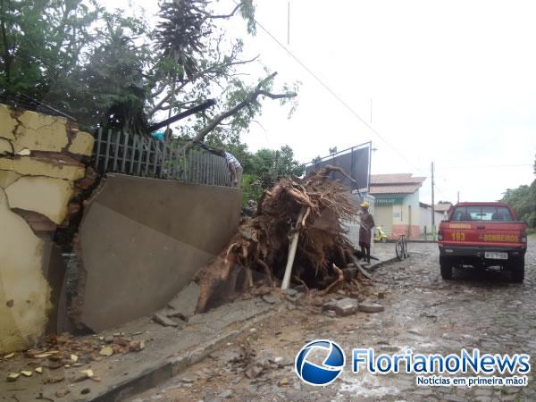 Chuva derruba &aacute;rvore centen&aacute;ria em Floriano.(Imagem:FlorianoNews)
