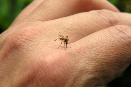 Casos notificados de dengue caem 45,6% no Piauí