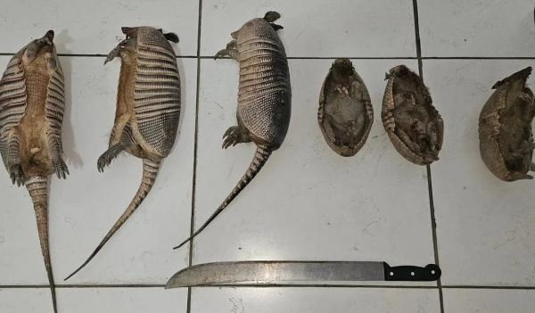 Animais apreendidos j&aacute; sem vida.(Imagem: Pol&iacute;cia Militar)