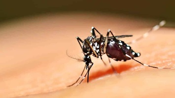 Dengue está sob controle no Piauí