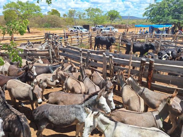 PM resgata 72 jumentos vítimas de maus-tratos no Piauí